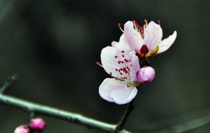 <strong>6月份你的桃花运如何 6月桃花运气值最好的生肖一览</strong> <strong>6月份你的桃花运如何 6月桃花运气值最好的生肖一览</strong>