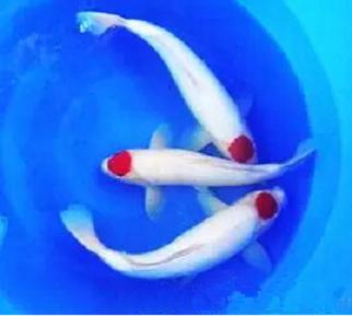 属羊人适合养什么风水鱼