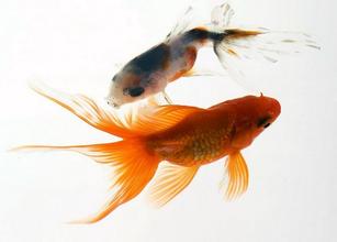 风水开运物品都有哪些 风水开运物品都有哪些
