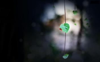 玄空风水学的文昌位